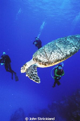 turtle cozumel nikonos 15mm by John Strickland 